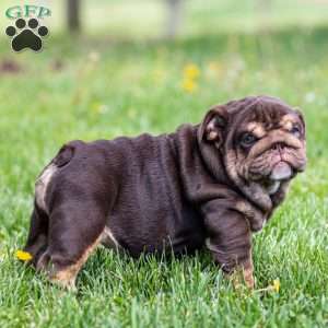Chanel Cocoa, English Bulldog Puppy